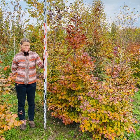 Fagus sylvatica 'Atropunicea' Fagus sylvatica 'Atropunicea'